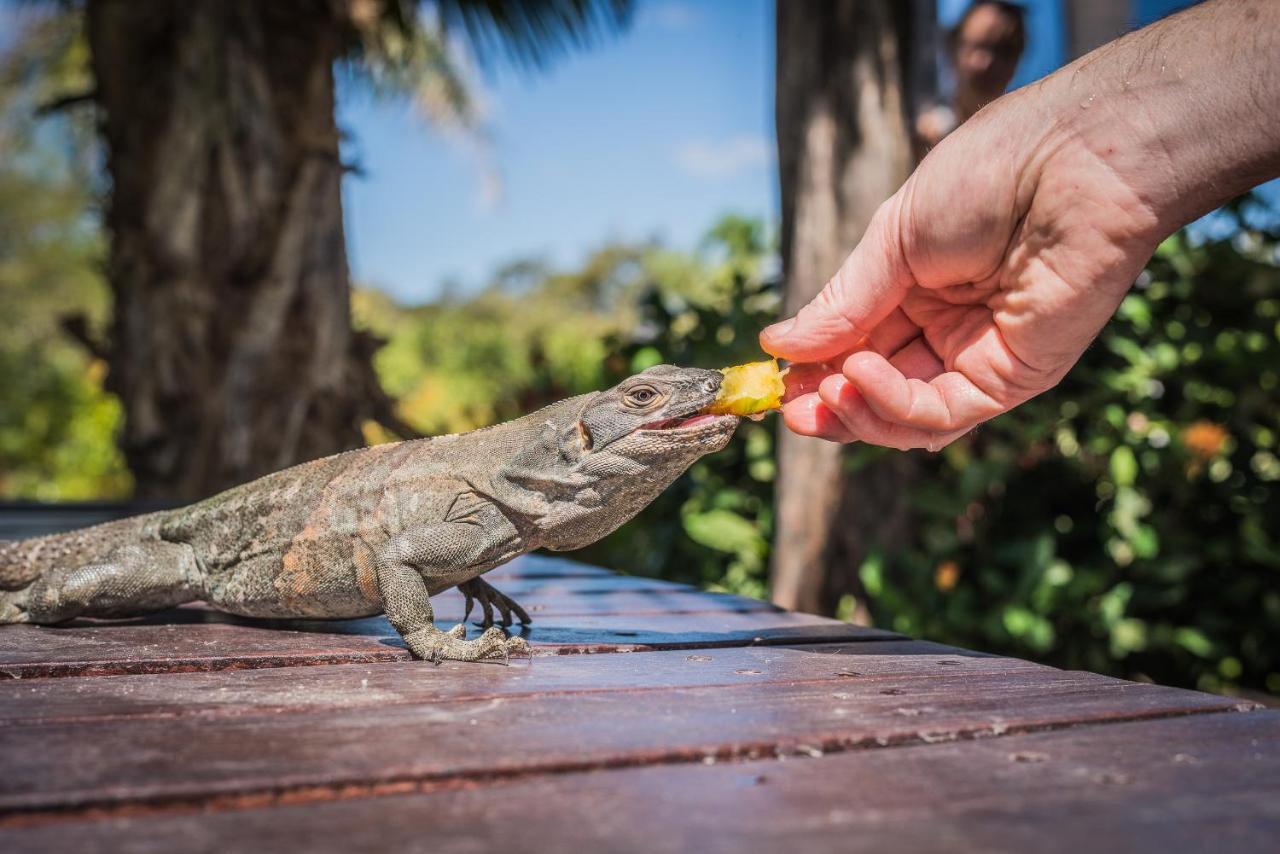 Mikado Natural Lodge プラヤ・アベヤナ エクステリア 写真