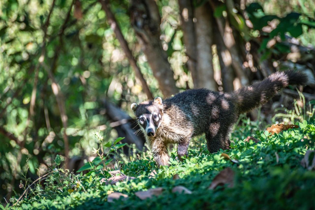 Mikado Natural Lodge プラヤ・アベヤナ エクステリア 写真